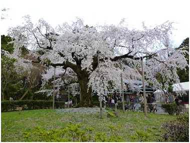 留日心得 円山公園的「枝垂桜」